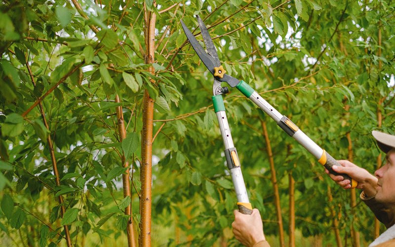 Tree trimming in Otis, OR